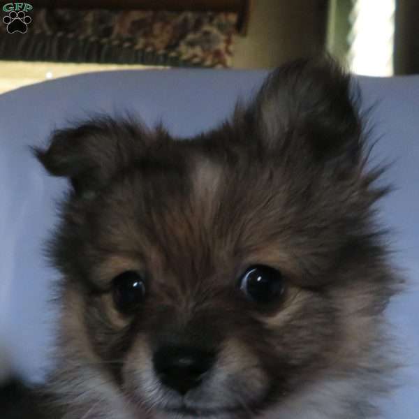 Sassy, Pomeranian Puppy